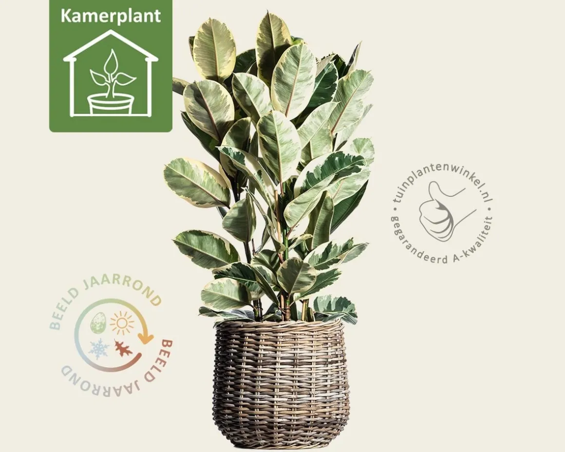 Ficus elastica tineke