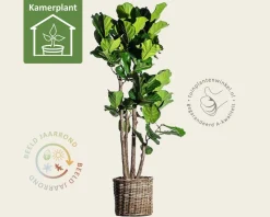 Ficus lyrata