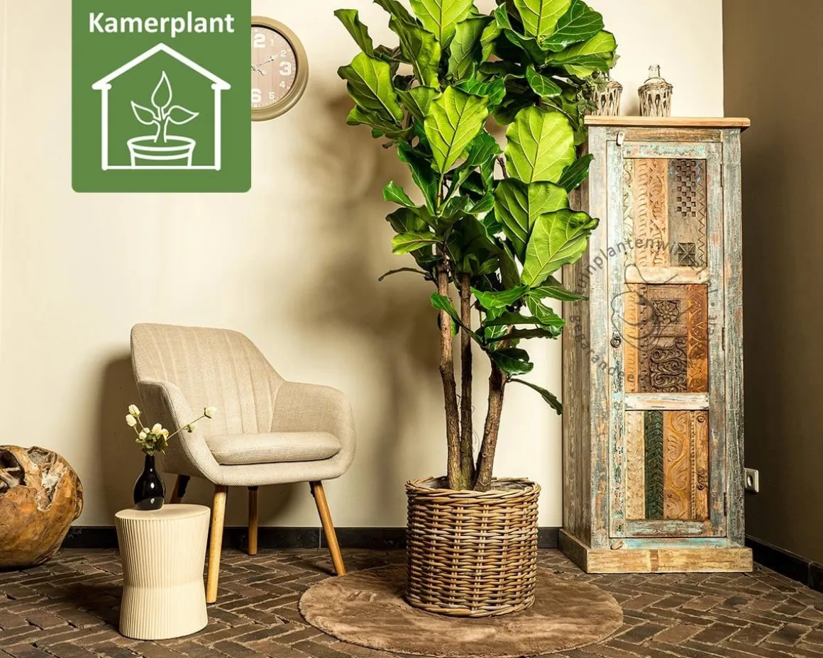 Ficus lyrata
