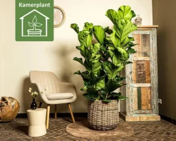 Ficus lyrata