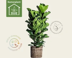 Ficus lyrata