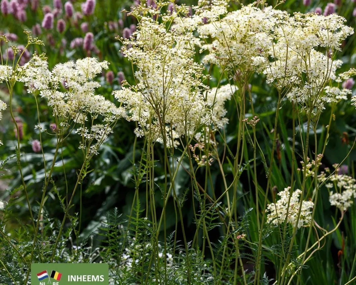 Filipendula vulgaris