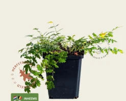 Filipendula vulgaris