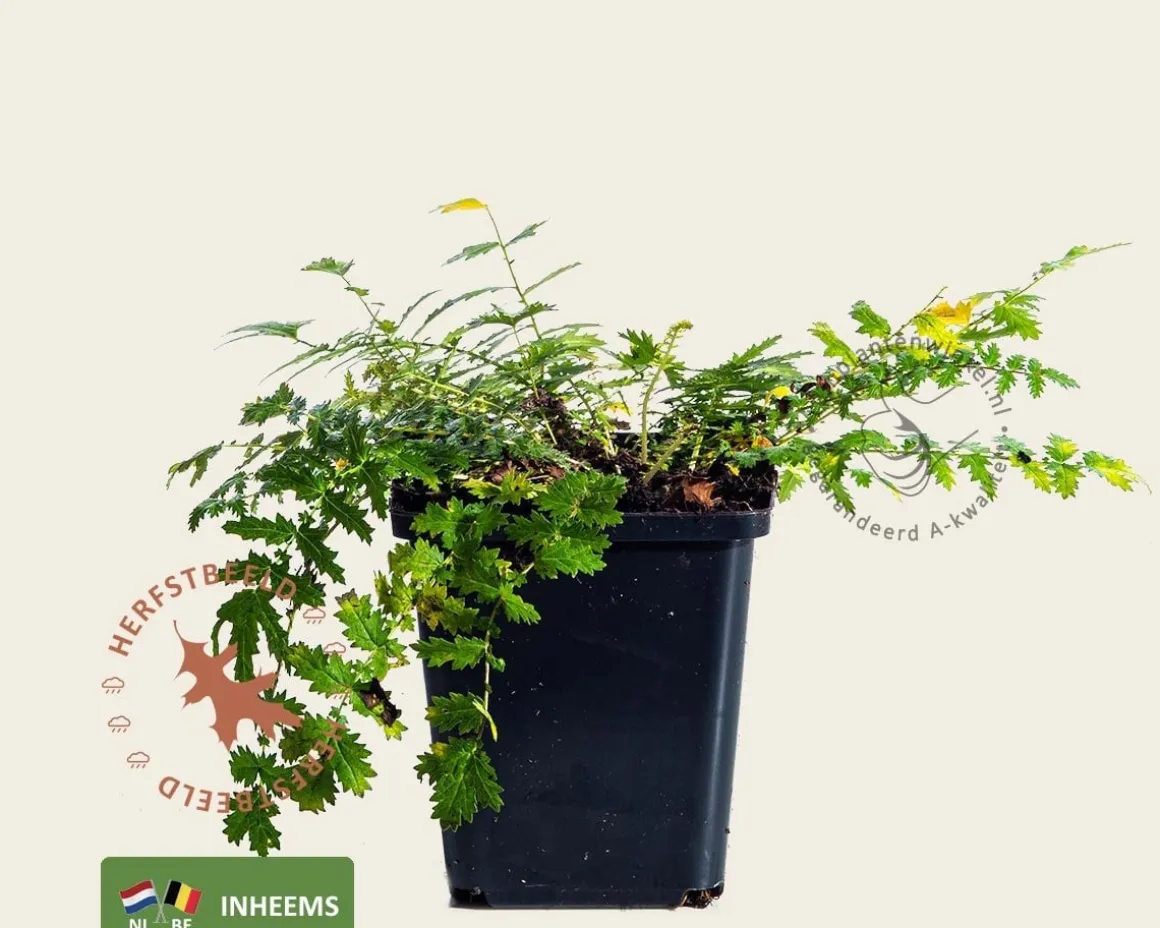 Filipendula vulgaris