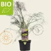 Foeniculum vulgare 'Purpureum' Puur