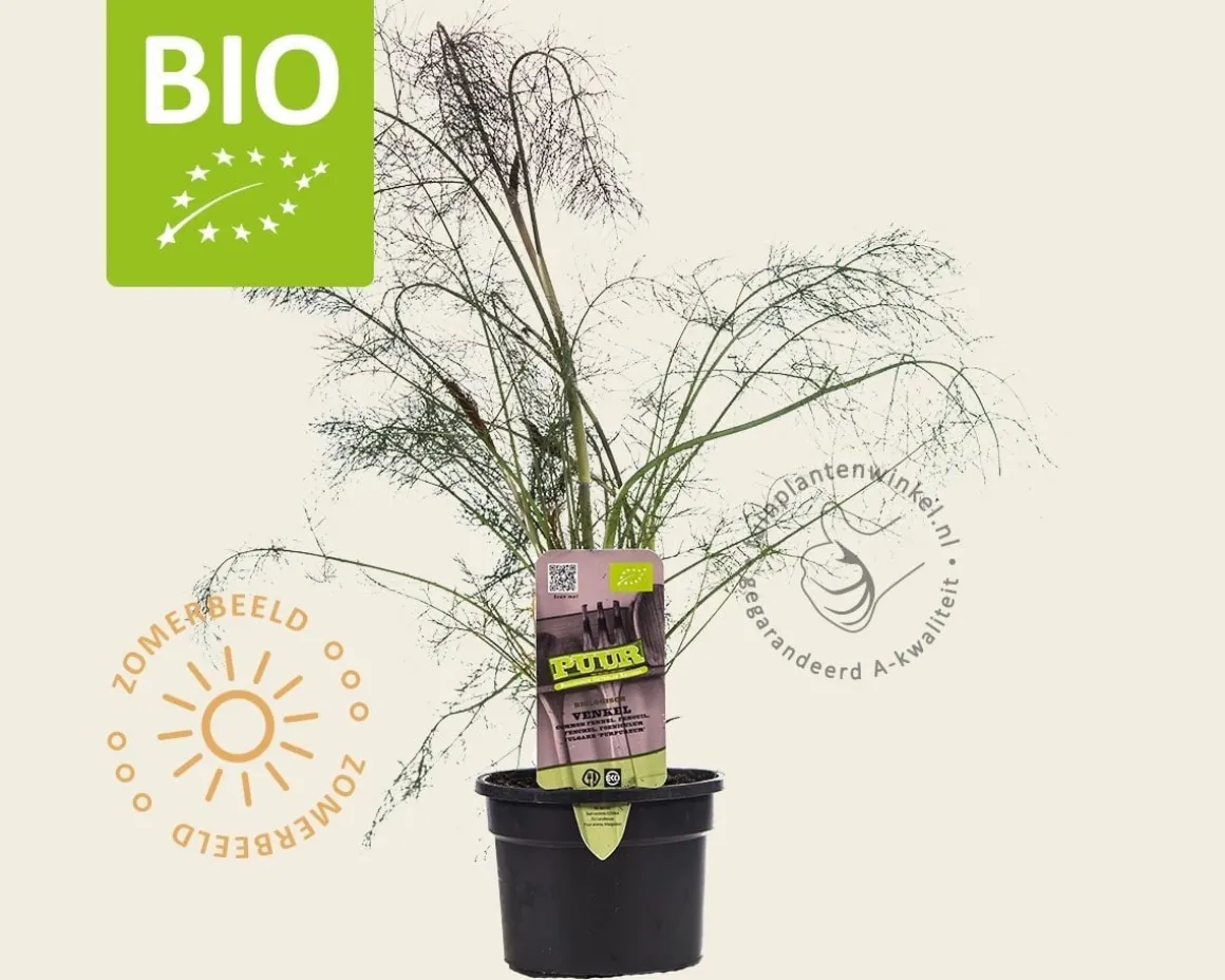 Foeniculum vulgare 'Purpureum' Puur
