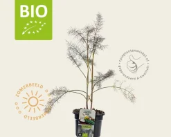 Foeniculum vulgare 'Purpureum' Puur