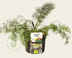 Foeniculum vulgare 'Purpureum' Puur