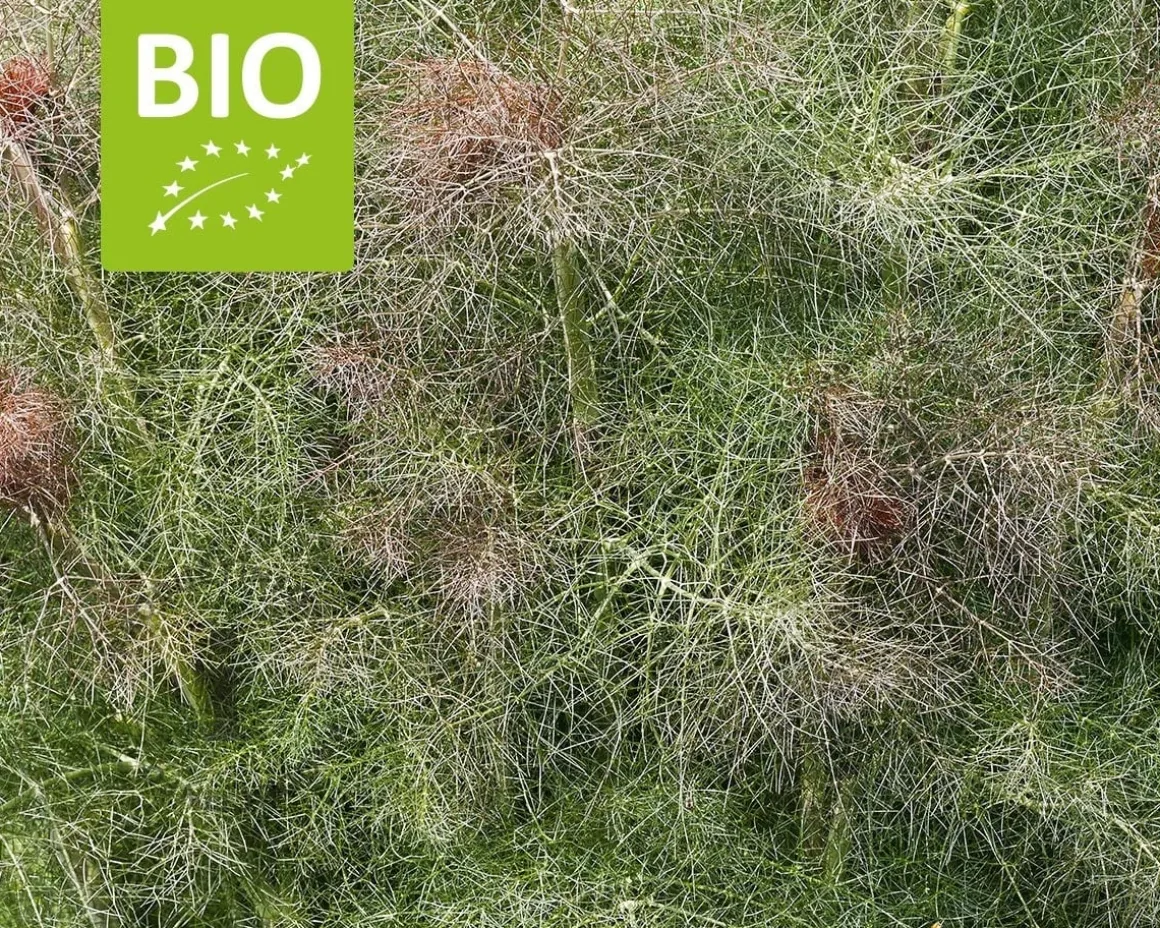 Foeniculum vulgare 'Purpureum' Puur