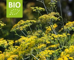Foeniculum vulgare Puur
