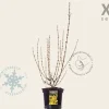 Forsythia intermedia 'Goldrausch' - XL