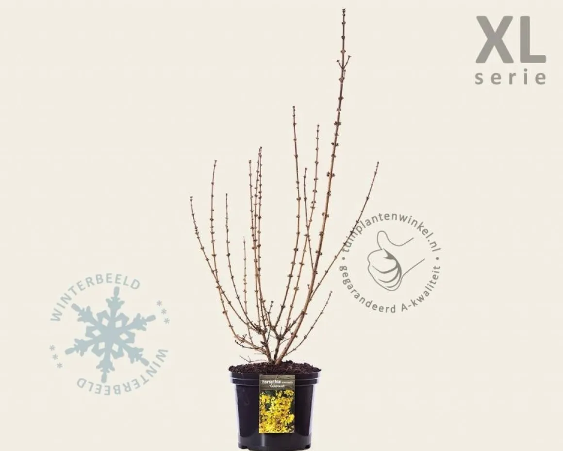 Forsythia intermedia 'Goldrausch' - XL