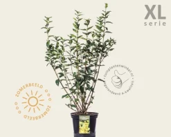 Forsythia intermedia 'Goldrausch' - XL