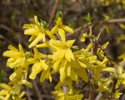 Forsythia intermedia 'Goldrausch' - XL