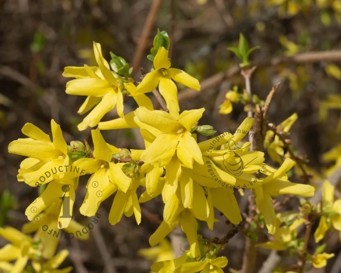 Forsythia intermedia 'Goldrausch' - XL