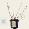 Forsythia intermedia 'Goldrausch