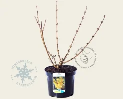 Forsythia intermedia 'Goldrausch