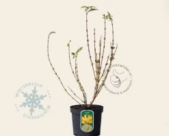 Forsythia intermedia 'Lynwood'
