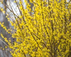 Forsythia intermedia 'Lynwood'