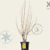 Forsythia intermedia 'Spectabilis' - XL