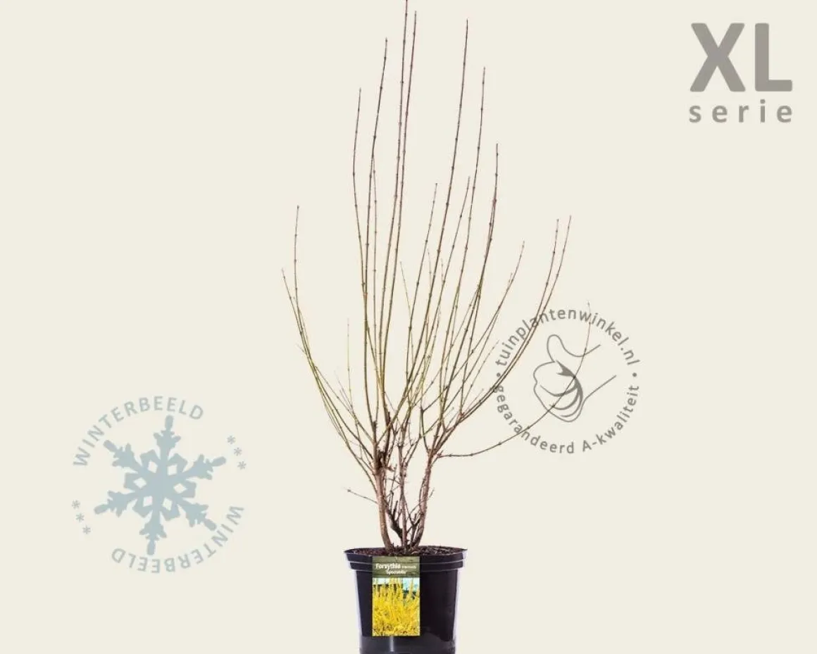 Forsythia intermedia 'Spectabilis' - XL