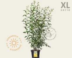 Forsythia intermedia 'Spectabilis' - XL
