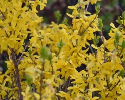 Forsythia intermedia 'Week-End' -  ‘Courtalyn’ - XL
