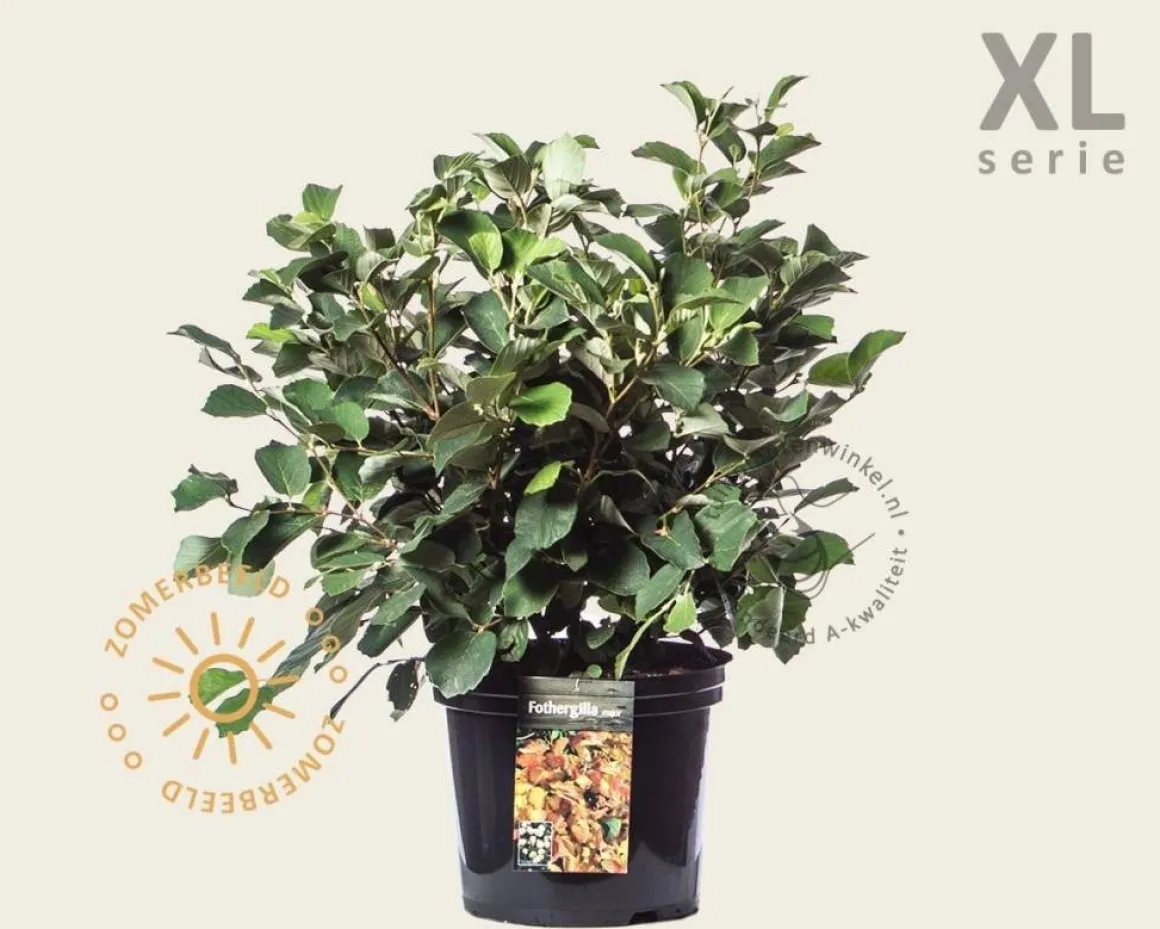 Fothergilla major - XL
