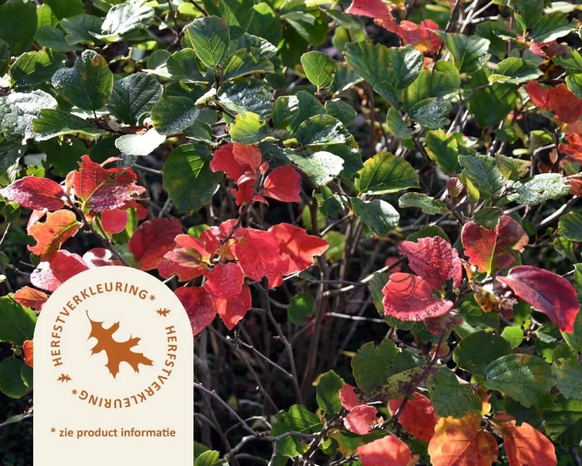 Fothergilla major - XL