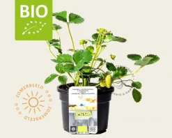Fragaria 'Milan' - Puur