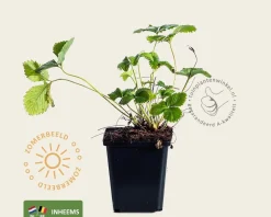 Fragaria vesca