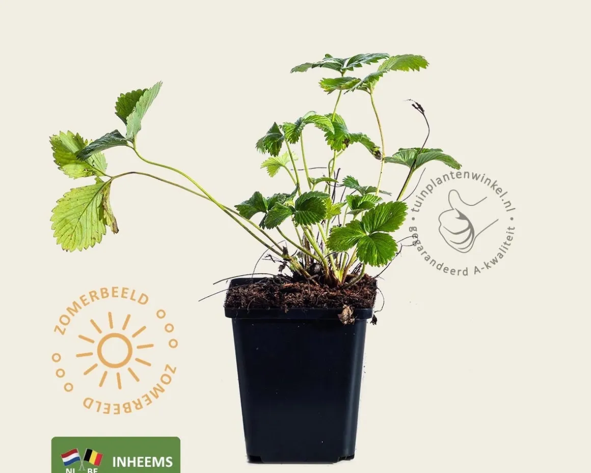 Fragaria vesca