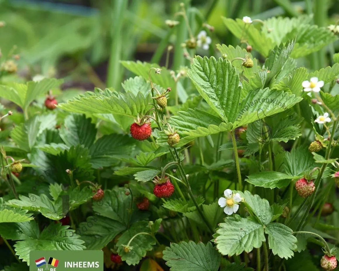 Fragaria vesca