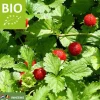 Fragaria vesca var. vesca - Puur