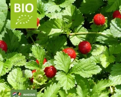 Fragaria vesca var. vesca - Puur