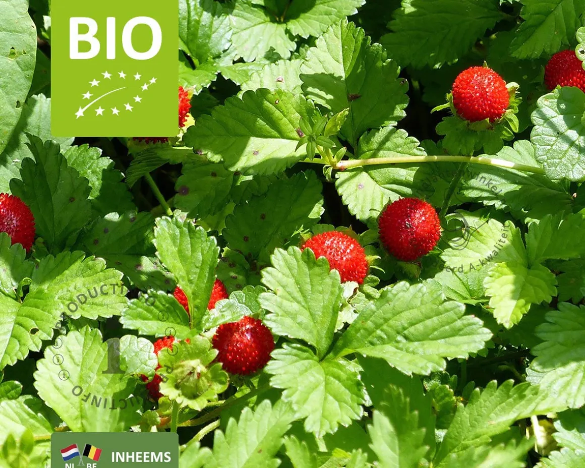 Fragaria vesca var. vesca - Puur