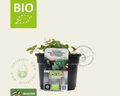 Fragaria vesca var. vesca - Puur