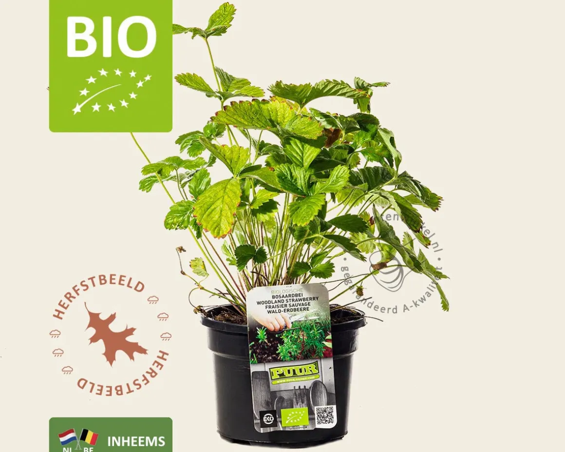 Fragaria vesca var. vesca - Puur
