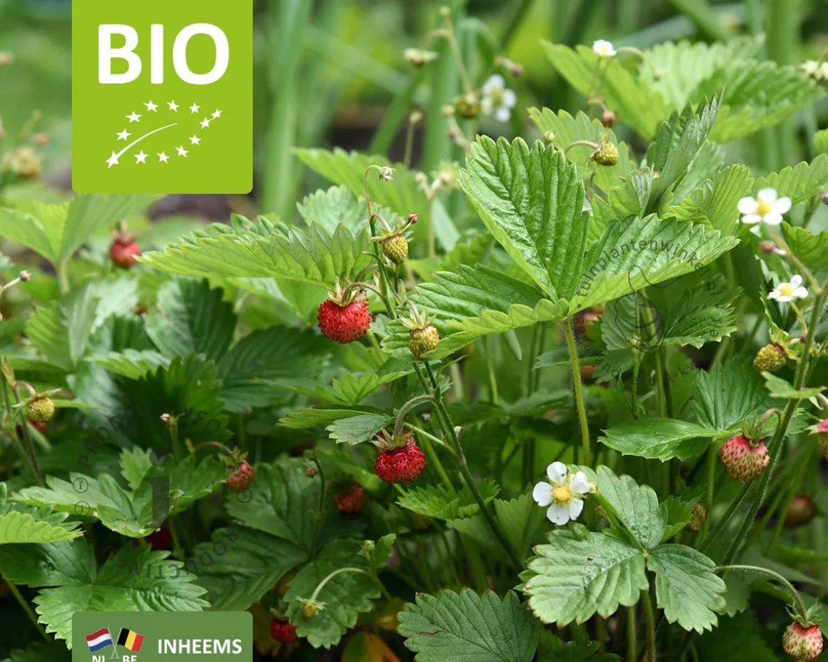 Fragaria vesca var. vesca - Puur