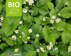 Fragaria vesca var. vesca - Puur