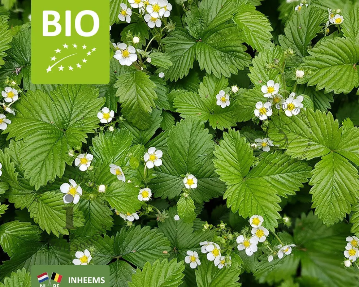 Fragaria vesca var. vesca - Puur