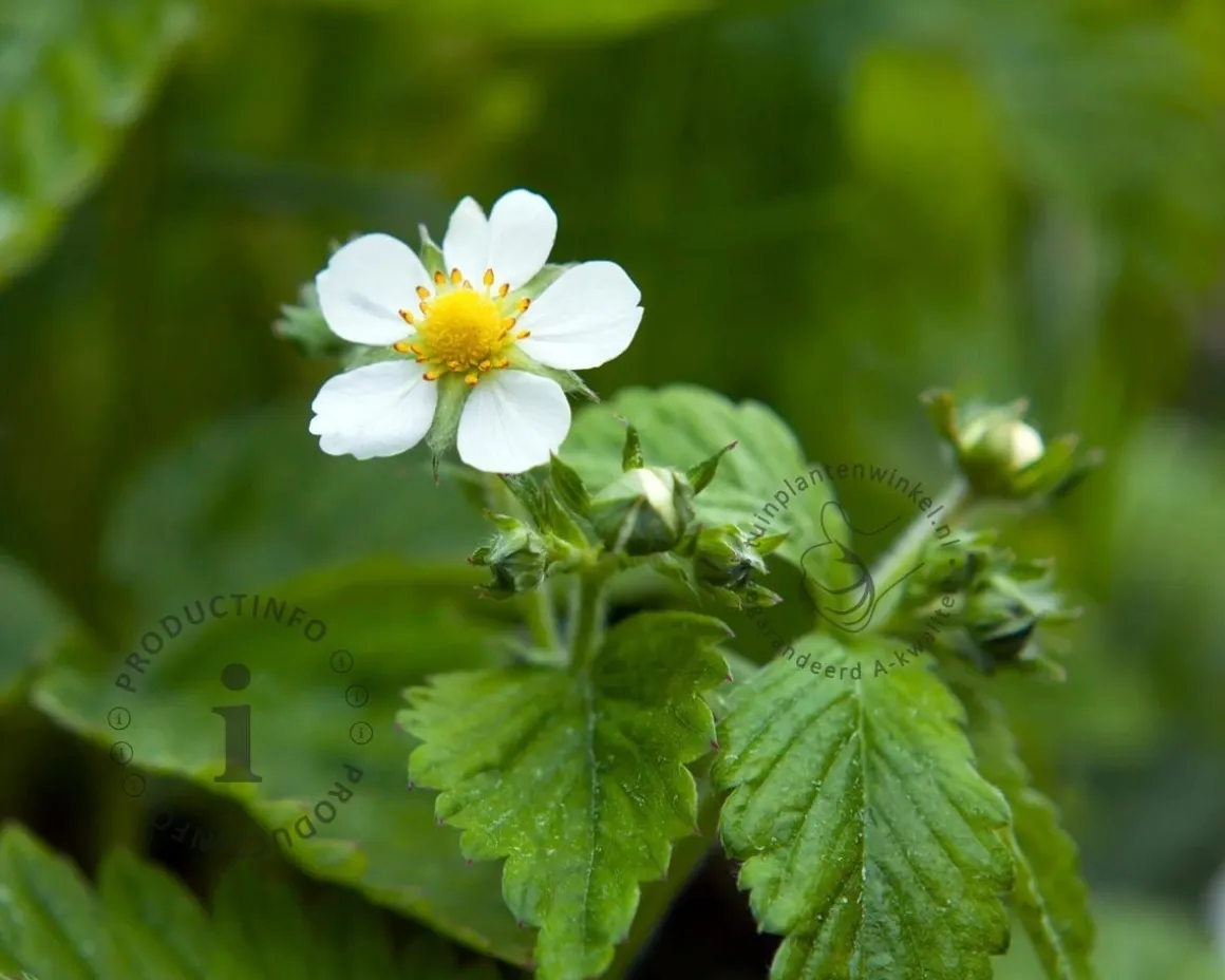 Fragaria x ananassa 'Ostara'