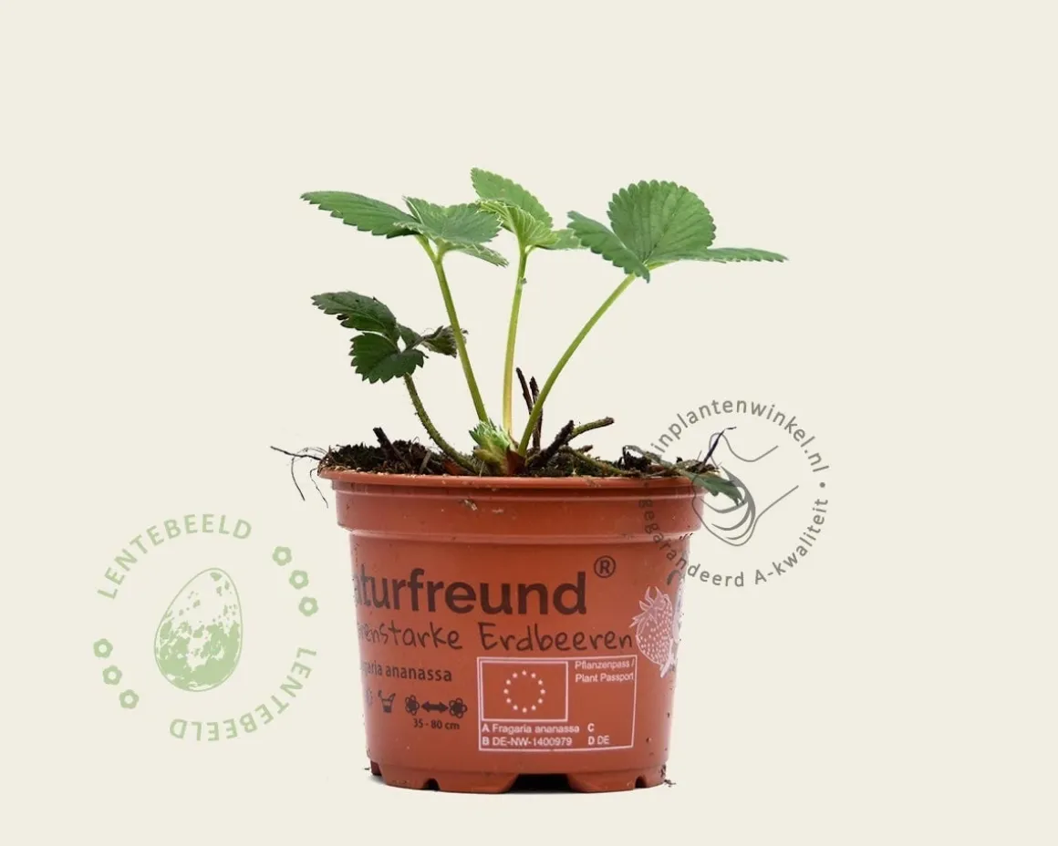 Fragaria x ananassa 'Ostara'