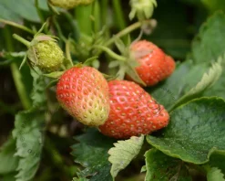 Fragaria x ananassa 'Ostara'