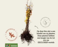 Frangula alnus - blote wortel