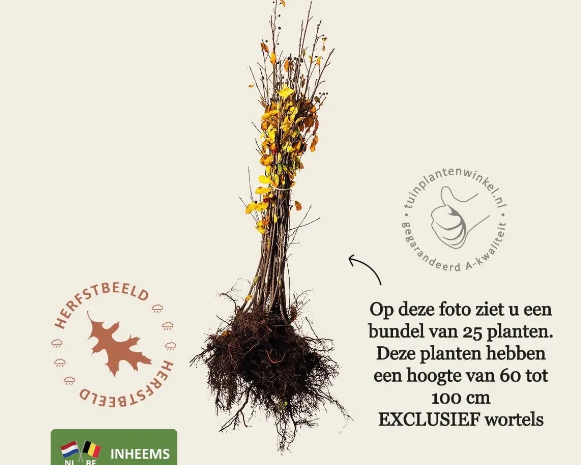 Frangula alnus - blote wortel