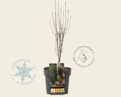 Frangula alnus 'Fine Line'