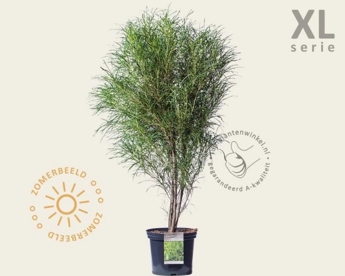 Frangula alnus 'Fine Line' - XL