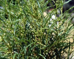 Frangula alnus 'Fine Line' - XL