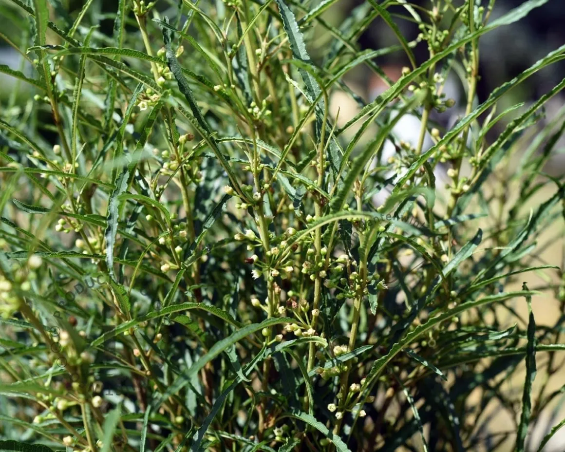 Frangula alnus 'Fine Line' - XL